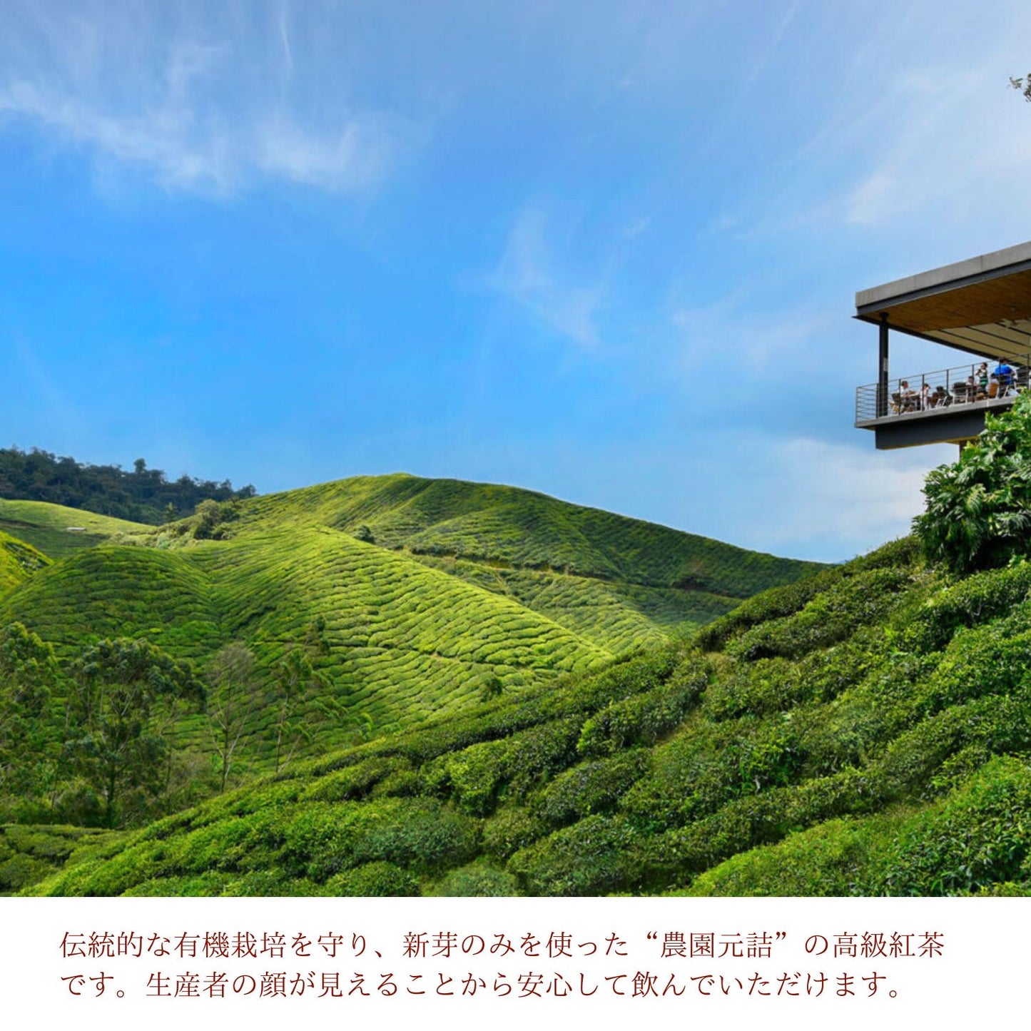 最高級紅茶 BOH TEA （キャメロニアンゴールドブレンド） ティーバッグx 20袋 １箱