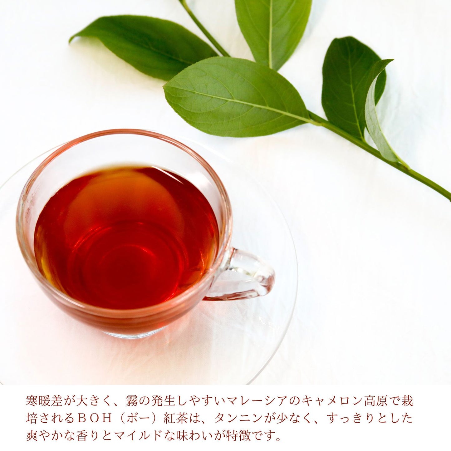 最高級紅茶 BOH TEA （キャメロニアンゴールドブレンド） ティーバッグx 20袋 １箱